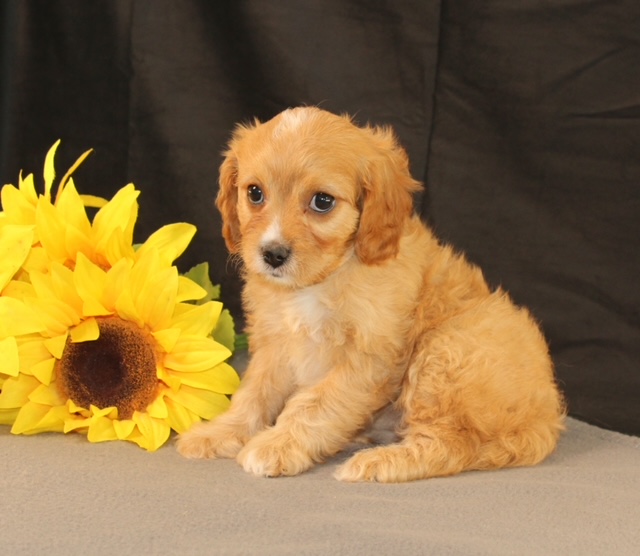 puppy, for, sale, Cavapoo, Ivan J. Stoltzfus, dog, breeder, Dornsife, PA, dog-breeder, puppy-for-sale, forsale, nearby, find, puppyfind, locator, puppylocator, aca